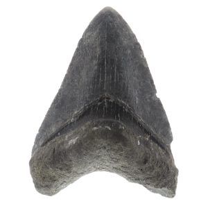 Megalodon tänder