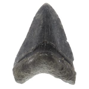 Megalodon tænder