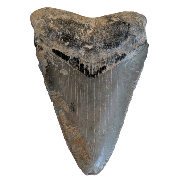 Megalodon tand 8,5 cm