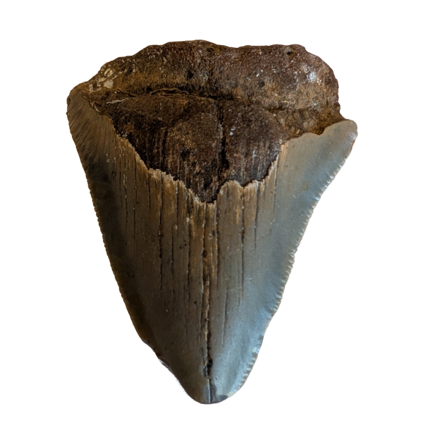 Haitann fra Megalodon hai 6,5 cm