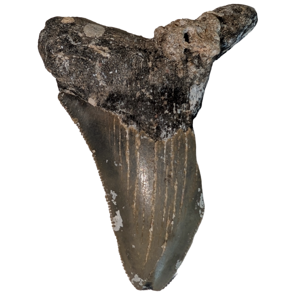 Haitann fra Megalodon hai 8,3 cm