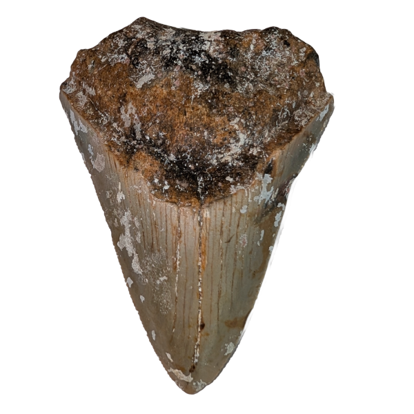 Haitann fra Megalodon hai 7,4 cm