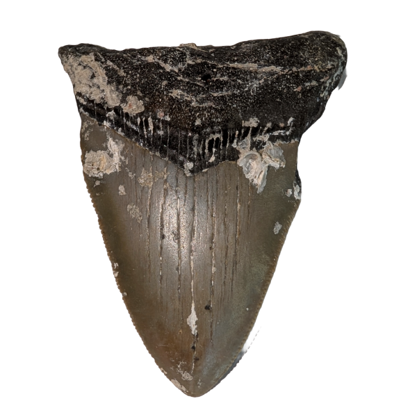 Hajtand från Megalodon haj 7,5 cm